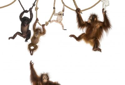 photograph of apes hanging from ropes