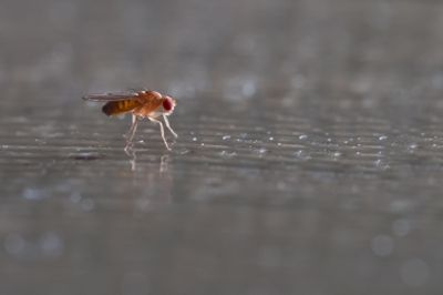 photograph of drosophila melanogaster on grey surface