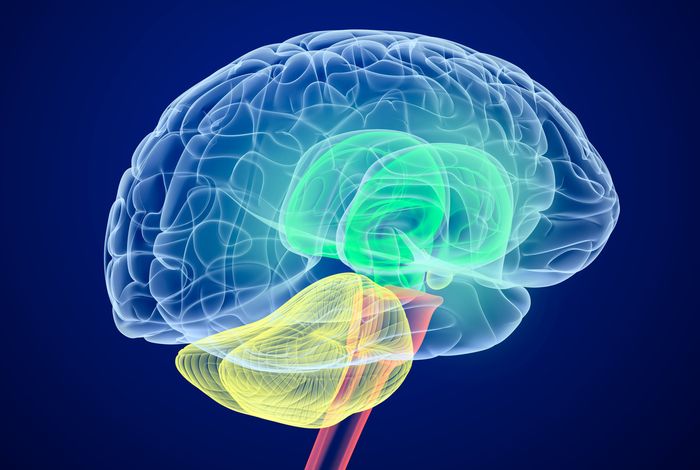 Full-length transcript sequencing of human and mouse identifies widespread isoform diversity and alternative splicing in the cerebral cortex