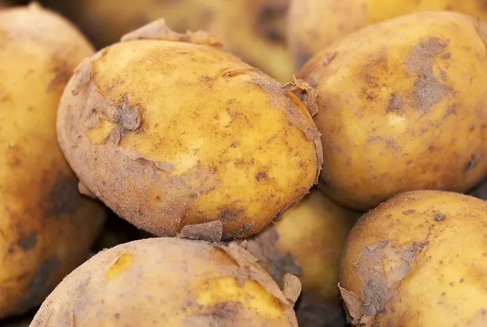 Solyntus, the new highly contiguous reference genome for potato (*Solanum tuberosum*)