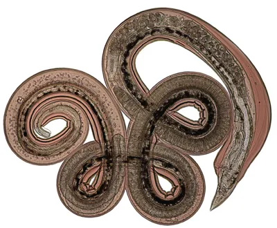 nippostrongylus brasiliensis