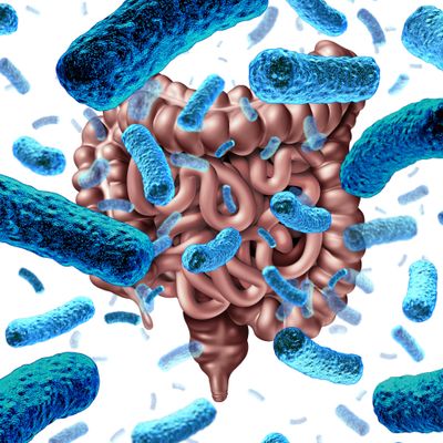 microbiota gut bacteria microbiome