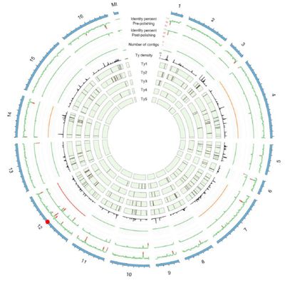 Genomic variation detection in disease