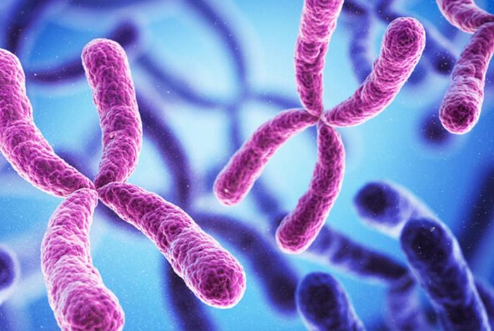 NCM 2022: Use of Pore-C to explore the 3D organization of animal symbiont chromosomes