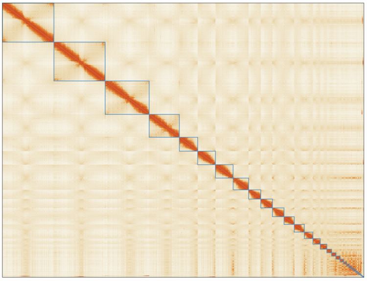 Hi-C contact heat map of the scaffolded portion of the lungfish genome assembly