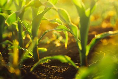close-up view of agricultural plants in bright light