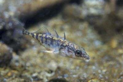 photograph of three-spine stickleback fish