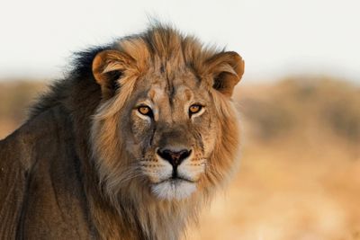 photograph of male lion in the savannah