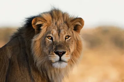 photograph of male lion in the savannah