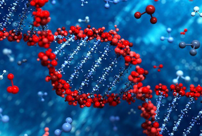Utilizing nanopore sequencing technology for the rapid and comprehensive characterization of eleven HLA loci