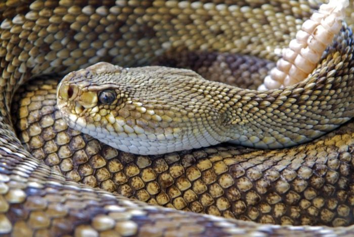Snake venom gland cDNA sequencing using the Oxford Nanopore MinION portable DNA sequencer