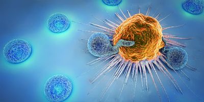 Lymphocytes killing cancer cell