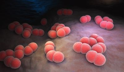 Neisseria meningitidis