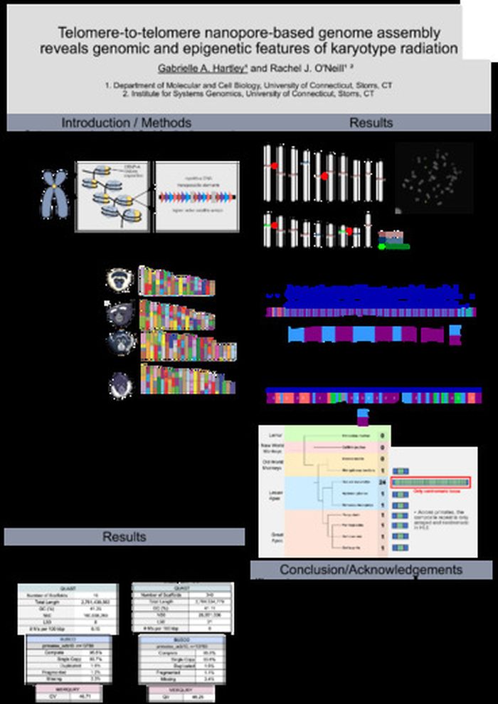 Telomere-to-telomere nanopore-based genome assembly reveals genomic and epigenetic features of karyotype radiation