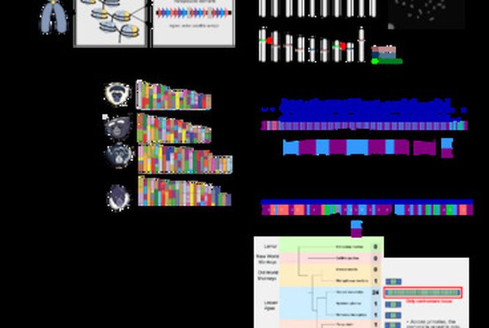 Telomere-to-telomere nanopore-based genome assembly reveals genomic and epigenetic features of karyotype radiation