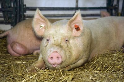 photograph of pig laying on hay