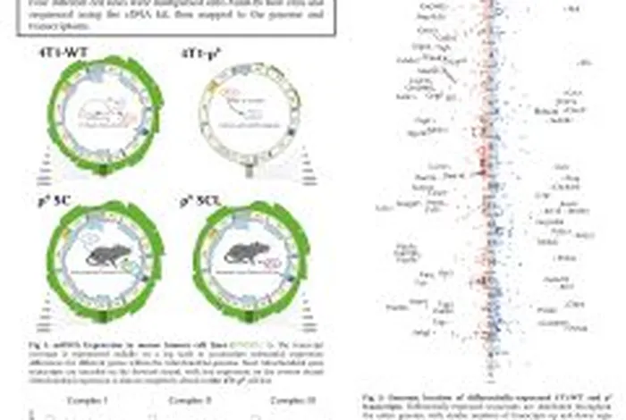 Nuclear Transcript Expression is Changed in the Absence of mtDNA and Respiration