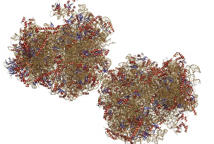Unlinked rRNA genes are widespread among bacteria and archaea