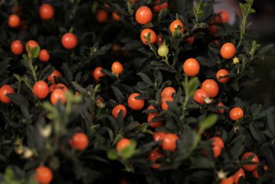 Solanum pimpinellifolium