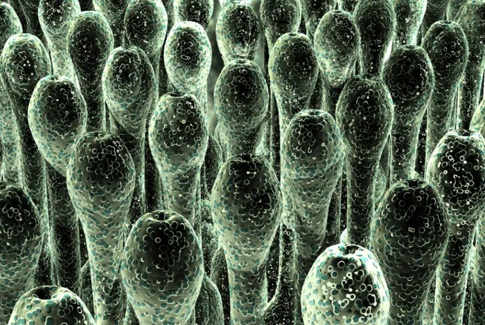 A portable, nanopore-based genotyping platform for near real-time detection of Puccinia graminis f. sp. tritici lineages and fungicide sensitivity
