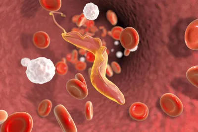 Artist's impression of a Trypanosoma parasite in the blood vessels
