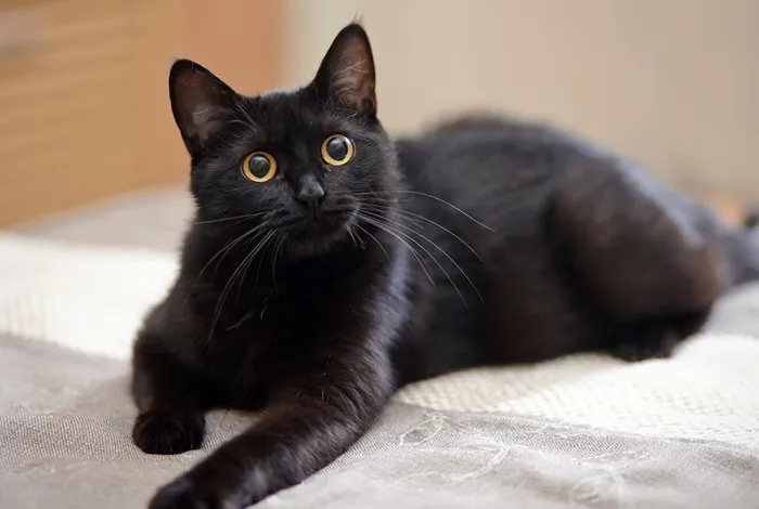 Whole mitogenome variation in domestic cats discovered via nanopore sequencing