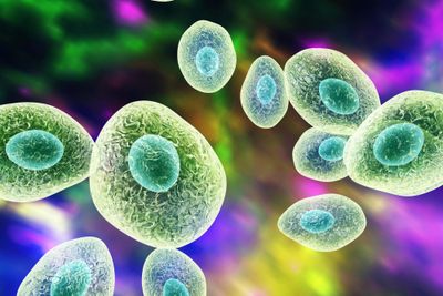 Diagnostic performance of metagenomics sequencing for pulmonary fungal infections: a clinical evaluation using the nanopore platform
