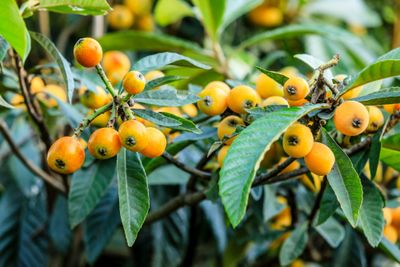 photograph of loquat plant leaves and fruit