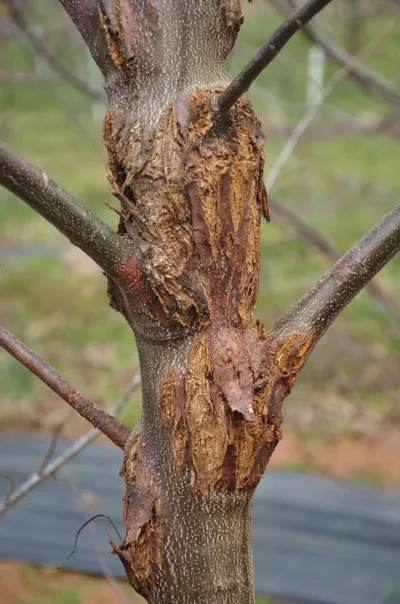 Chestnut blight