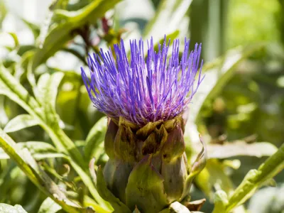 photograph of plant - flowering cultivated cardoon