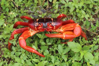 christmas island crab