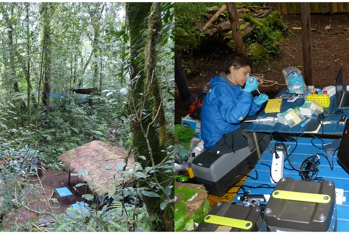 On site DNA barcoding by nanopore sequencing