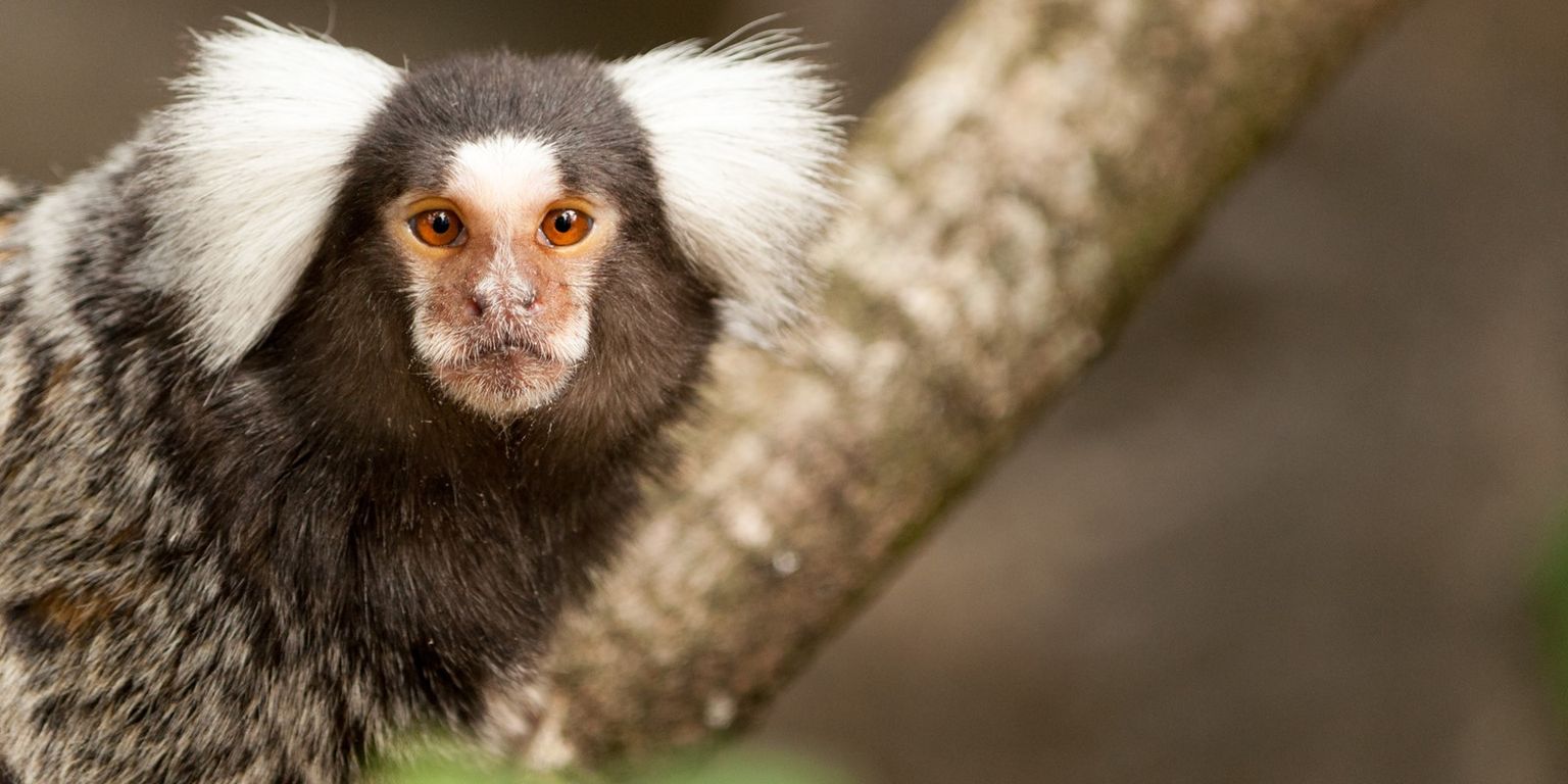 NCM 2021: Genomic skimming on the MinION uncovers cryptic hybridisation in the buffy-tufted marmoset, one of world’s most threatened primates