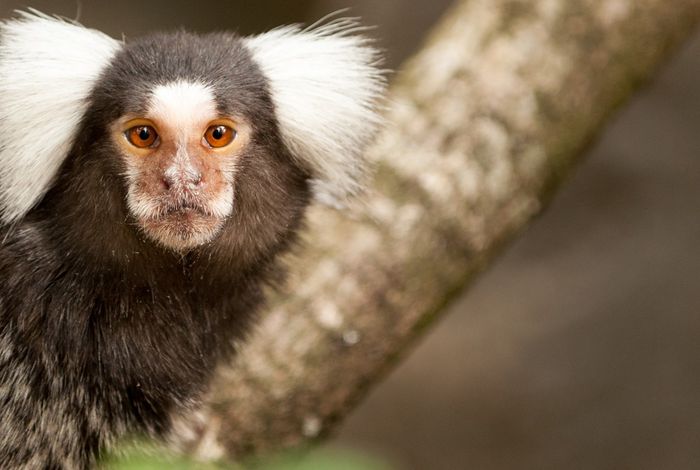 NCM 2021: Genomic skimming on the MinION uncovers cryptic hybridisation in the buffy-tufted marmoset, one of world’s most threatened primates