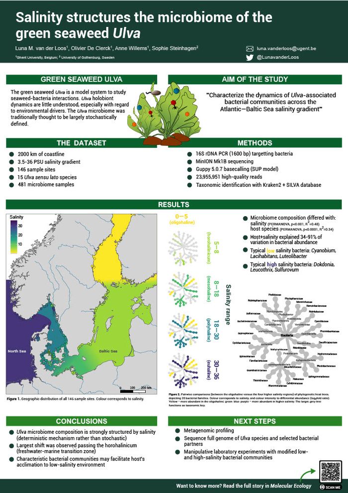 Salinity structures the microbiome of the green seaweed *Ulva*