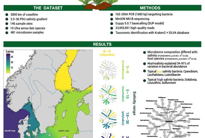 Salinity structures the microbiome of the green seaweed *Ulva*