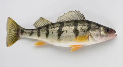 yellow perch fish