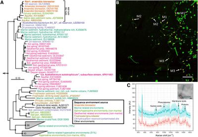 Novel prosthecate bacteria from the candidate phylum Acetothermia