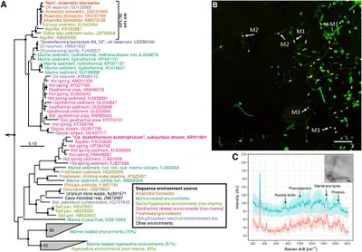 Novel prosthecate bacteria from the candidate phylum Acetothermia