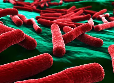E. coli bacteria close up in red on green background