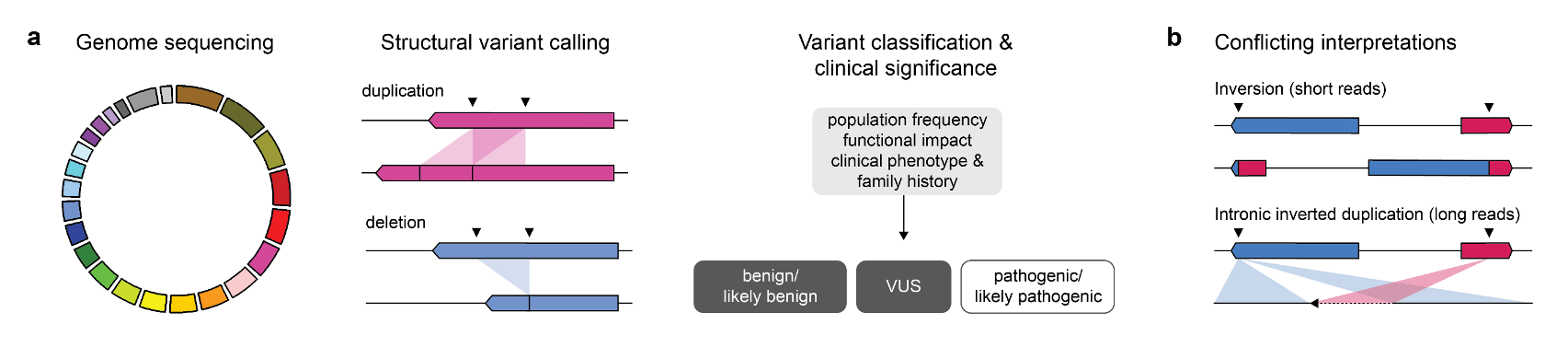 Study workflow and sample variant interpretation