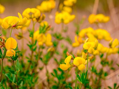 Bird's-foot trefoil