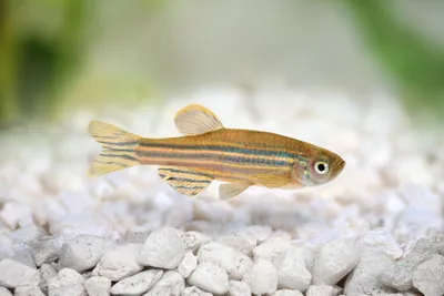photograph of a zebrafish