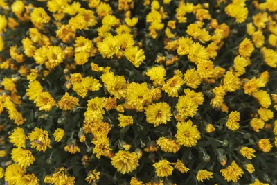 Yellow chrysanthemum