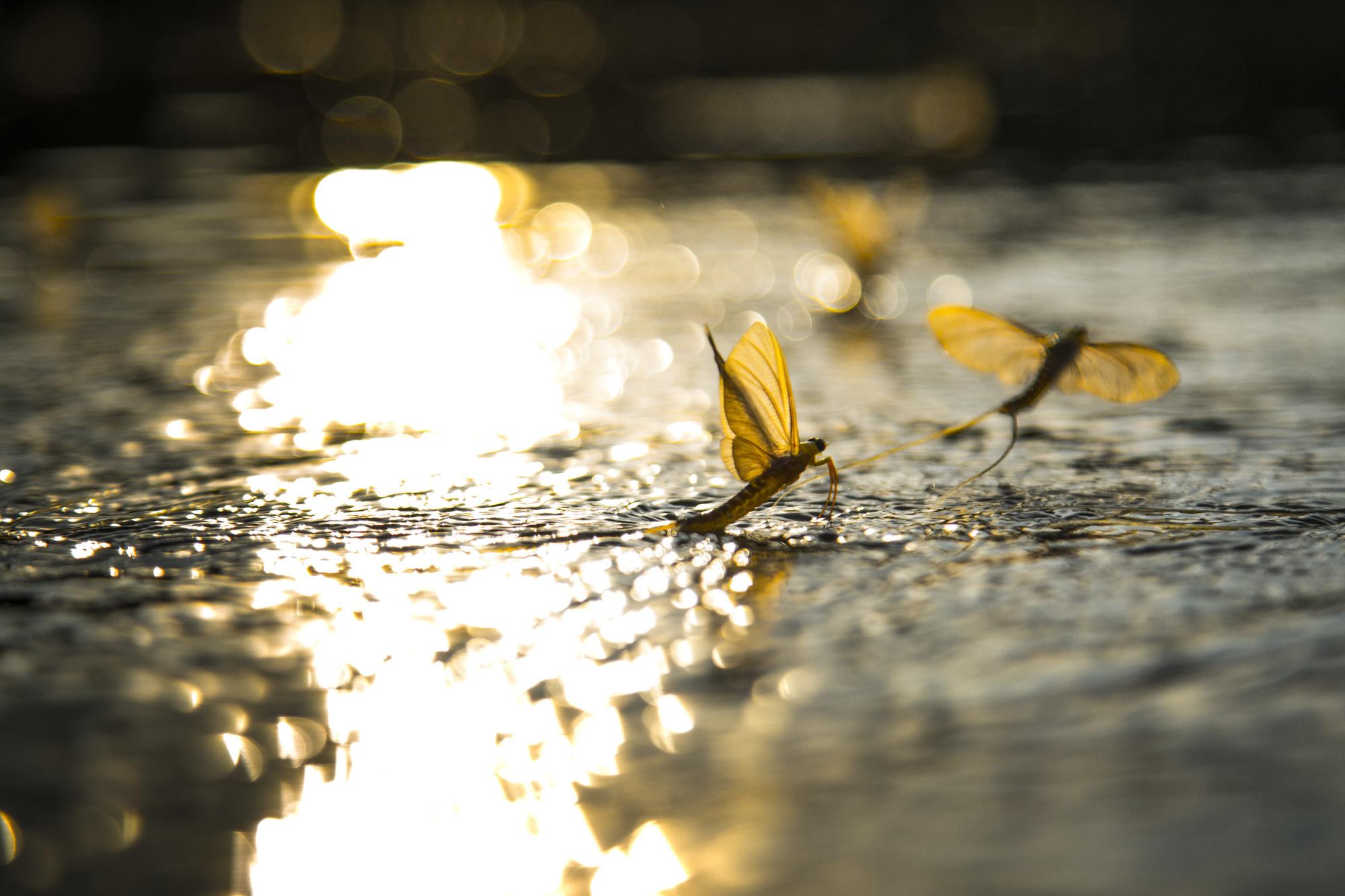 Genomic adaptations to aquatic and aerial life in mayflies and the ...