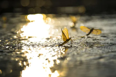 photograph of mayflies on water species Palingenia Longicauda