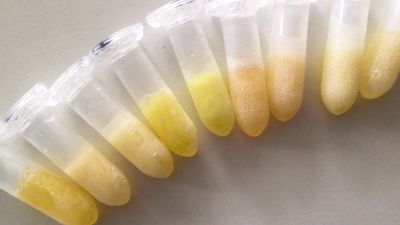 MinION™ allied with 3D printed iChip – a workflow designed to let anyone discover new bacterial species in days