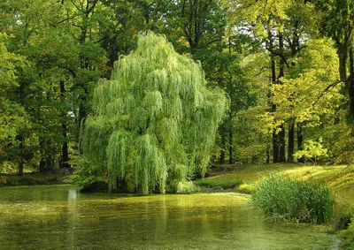 Willow tree