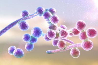 false colour 3d illustration of candida albicans fungi