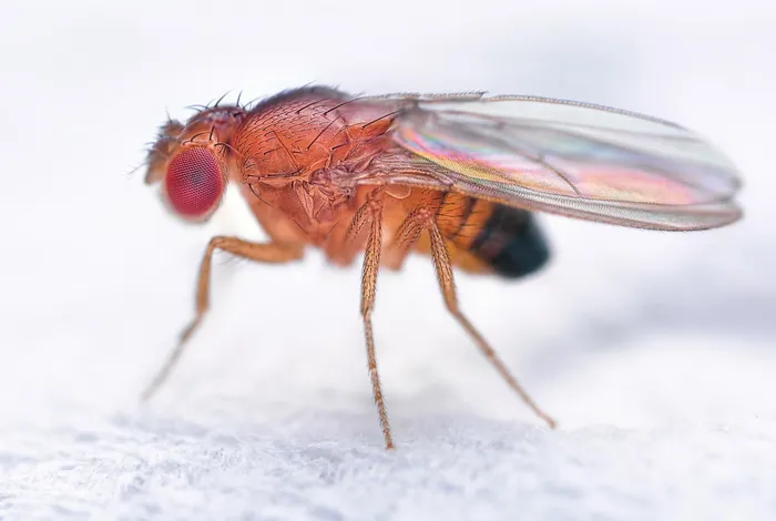 One fly-one genome: chromosome-scale genome assembly of a single outbred *Drosophila melanogaster*